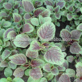 AM01 Dianhong round leaf red amaranth seeds for planting